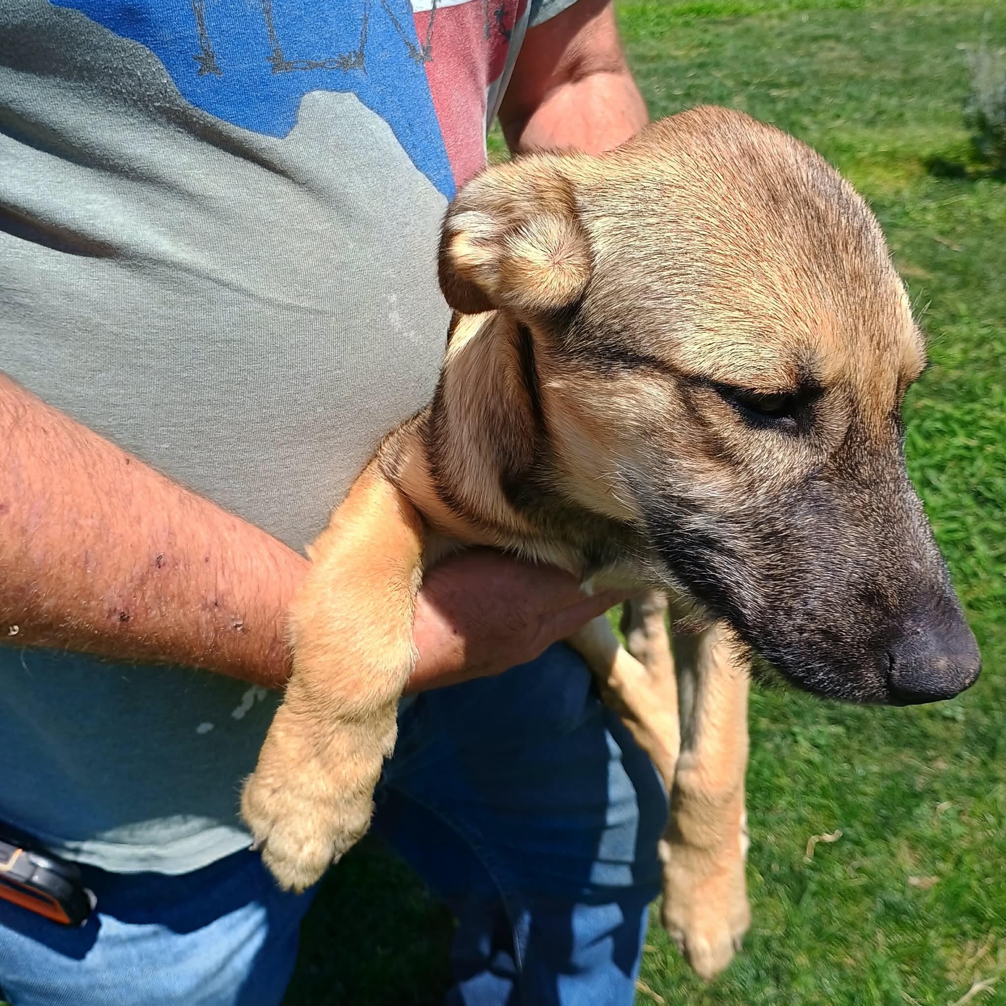 Ruby, a ADOPTABLE mixed breed in Glenolden, PA image 3/6