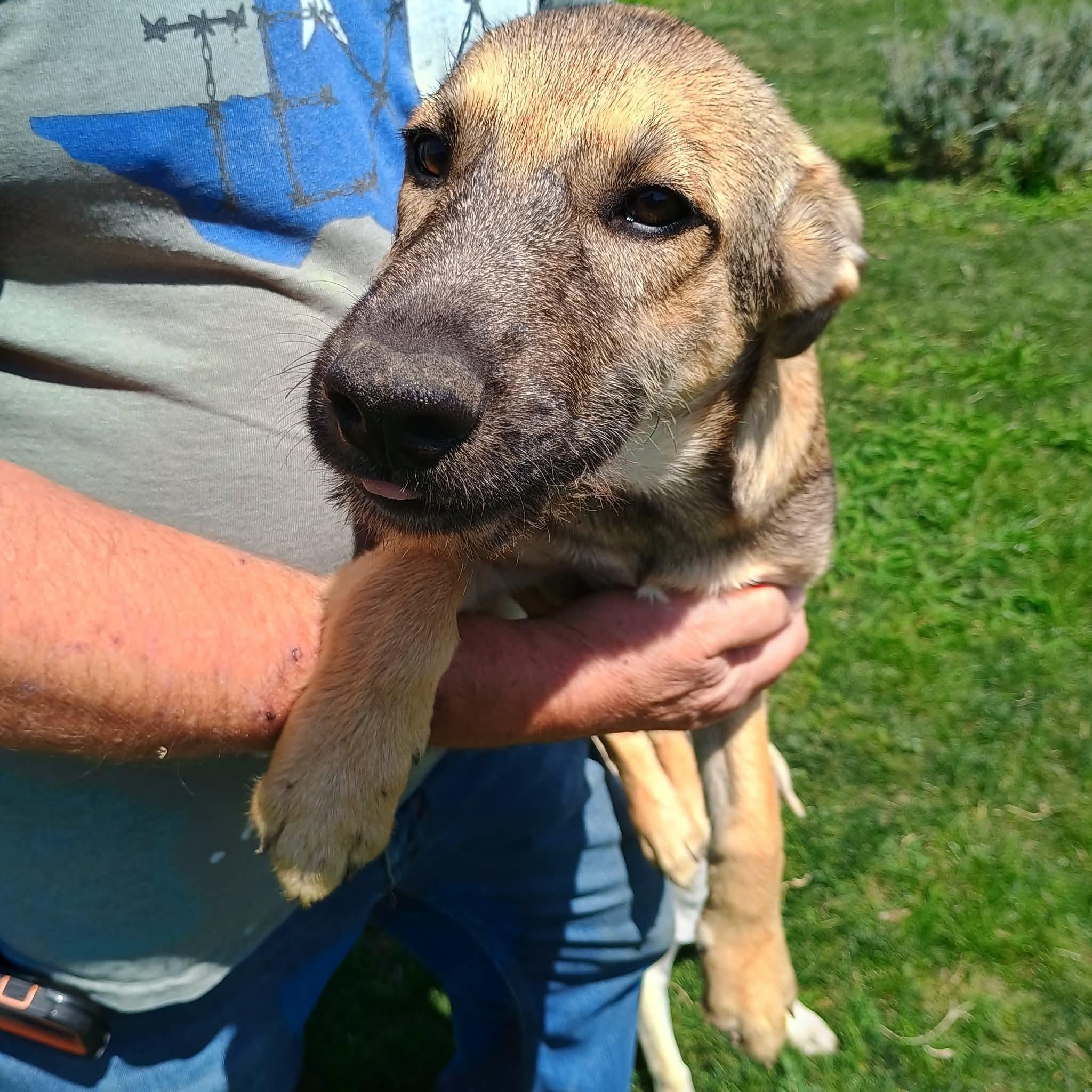 Ruby, a ADOPTABLE mixed breed in Glenolden, PA image 2/6