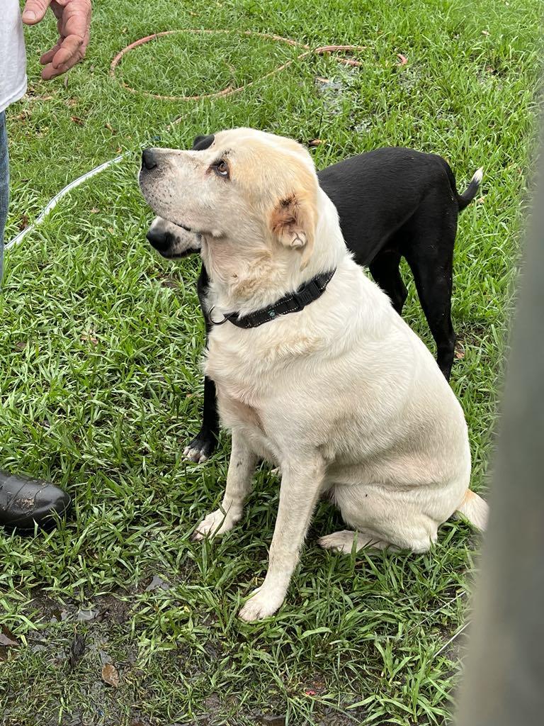 Sammy, a Adoptable Labrador Retriever in Caseyville, IL image 4/5