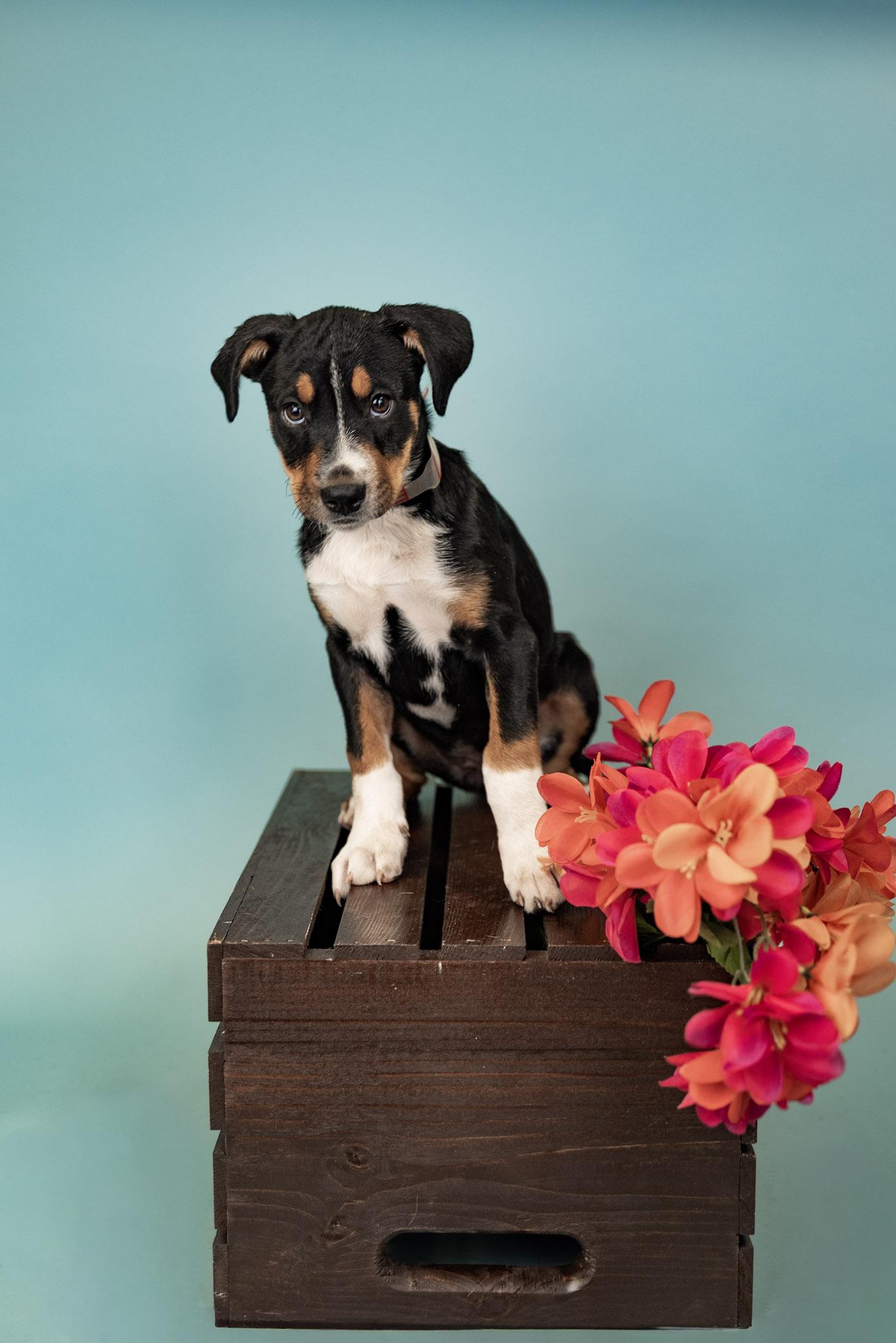 587-26, ADOPTABLE, Puppy Male Shepherd.