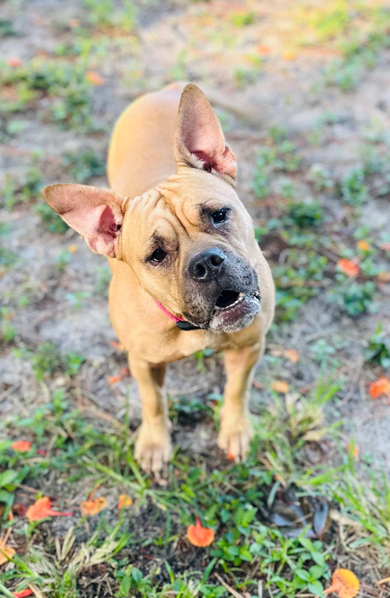 Enlarge Maggie, a Adoptable mixed breed in Estero, FL image 1/5