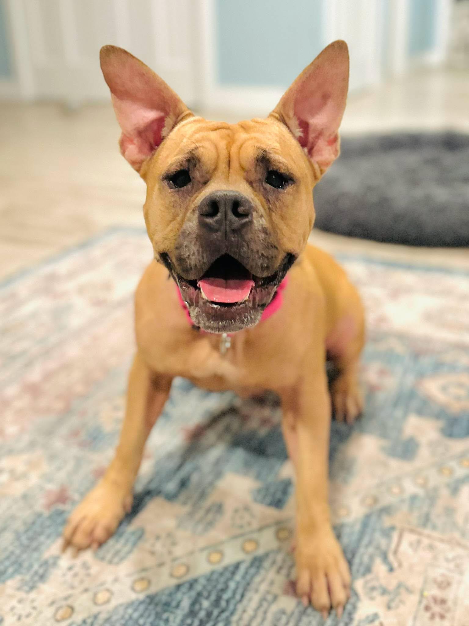Enlarge Maggie, a Adoptable mixed breed in Estero, FL image 2/5