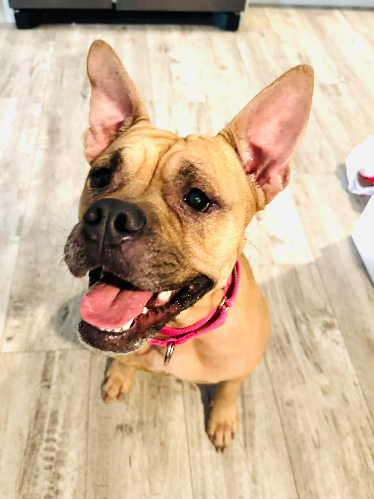 Enlarge Maggie, a Adoptable mixed breed in Estero, FL image 3/5