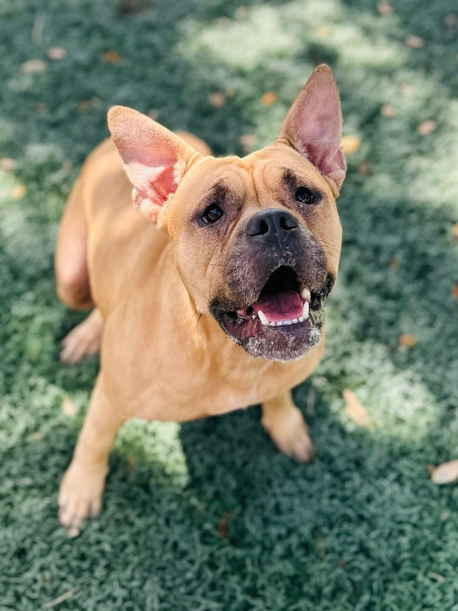 Enlarge Maggie, a Adoptable mixed breed in Estero, FL image 4/5