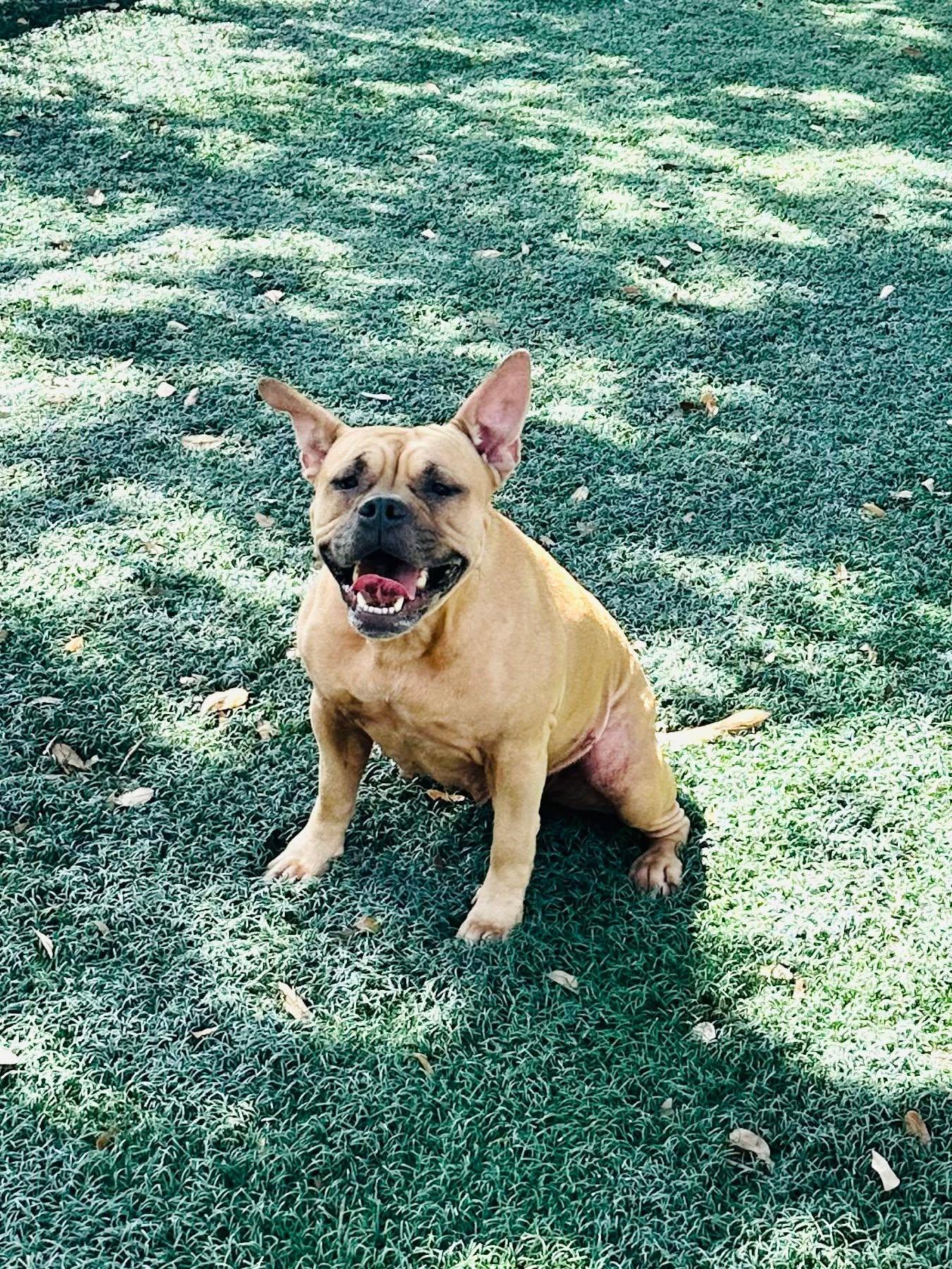 Enlarge Maggie, a Adoptable mixed breed in Estero, FL image 5/5