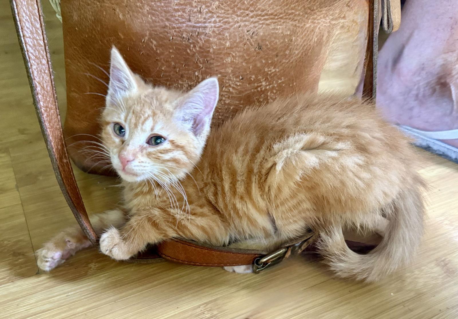 Dale Evans, Adopted, Kitten Female American Shorthair.