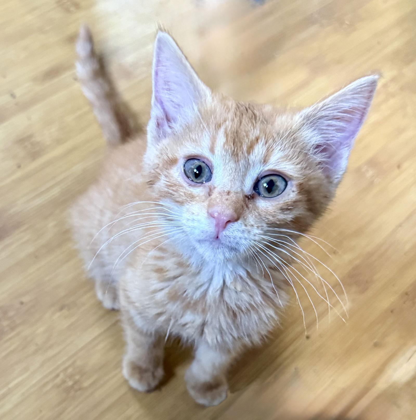 Dale Evans, a Adopted American Shorthair in Maywood, IL image 2/3