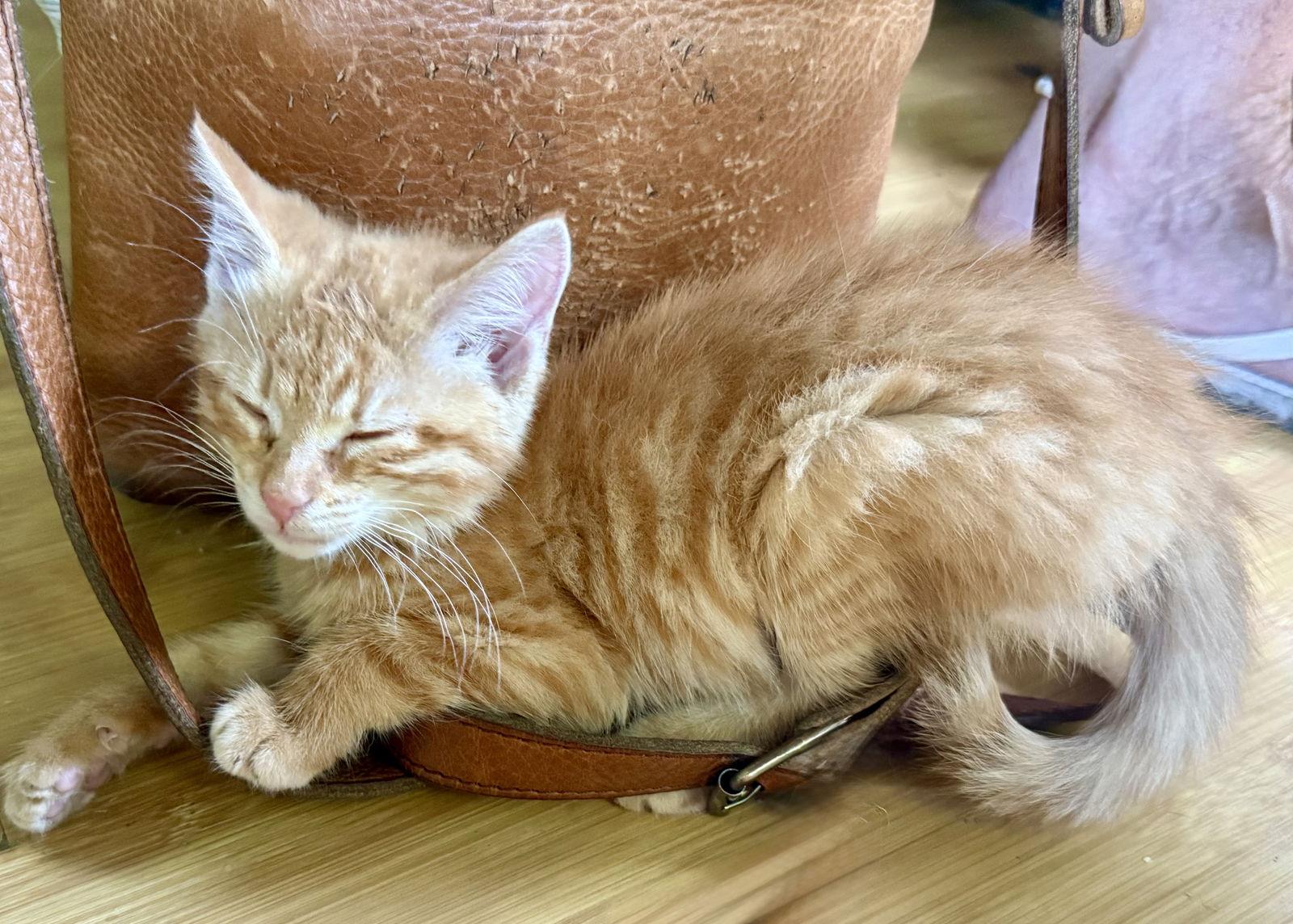 Dale Evans, a Adopted American Shorthair in Maywood, IL image 3/3