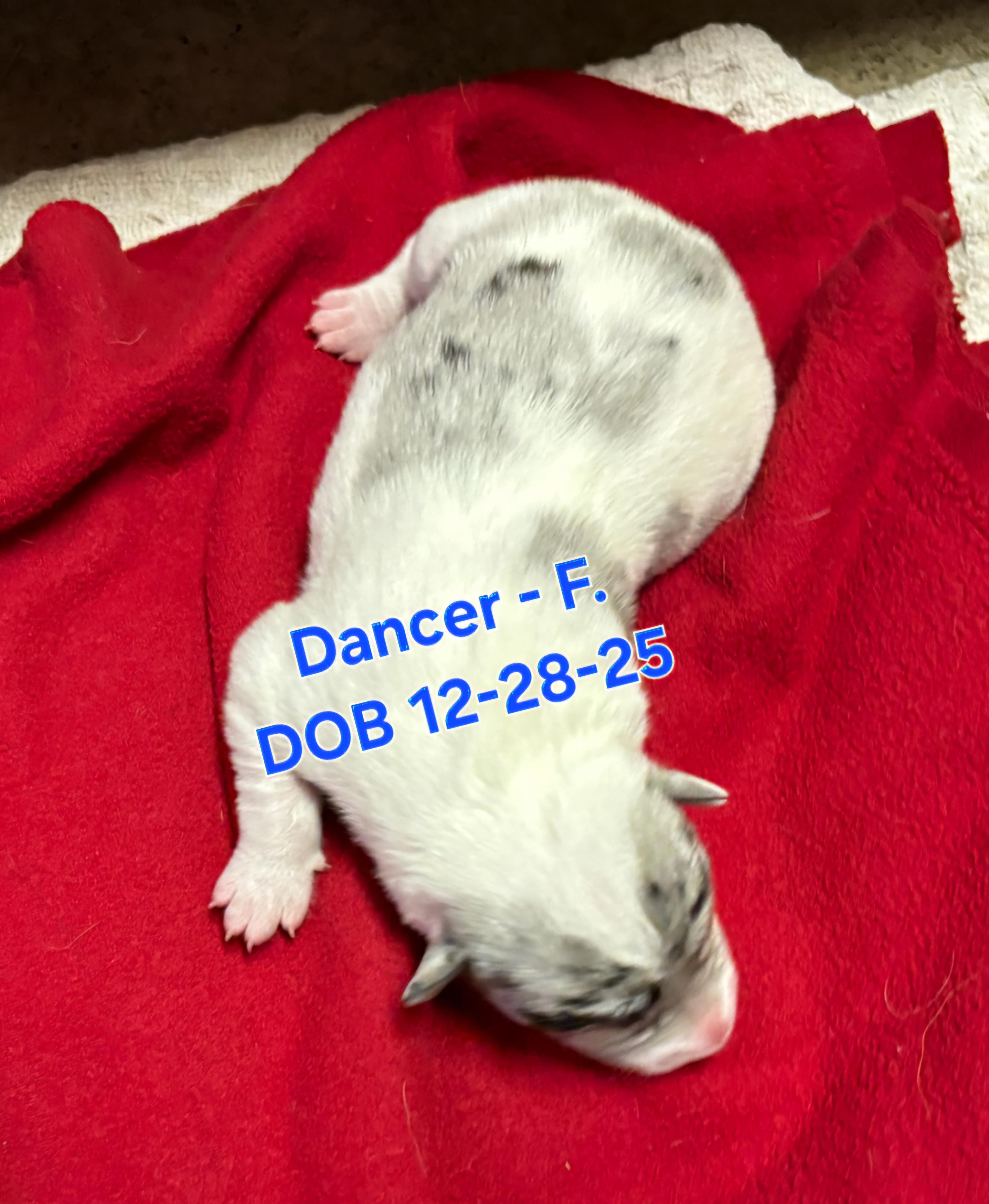 Dancer, Adoptable, Puppy Female Australian Cattle Dog / Blue Heeler & Border Collie.