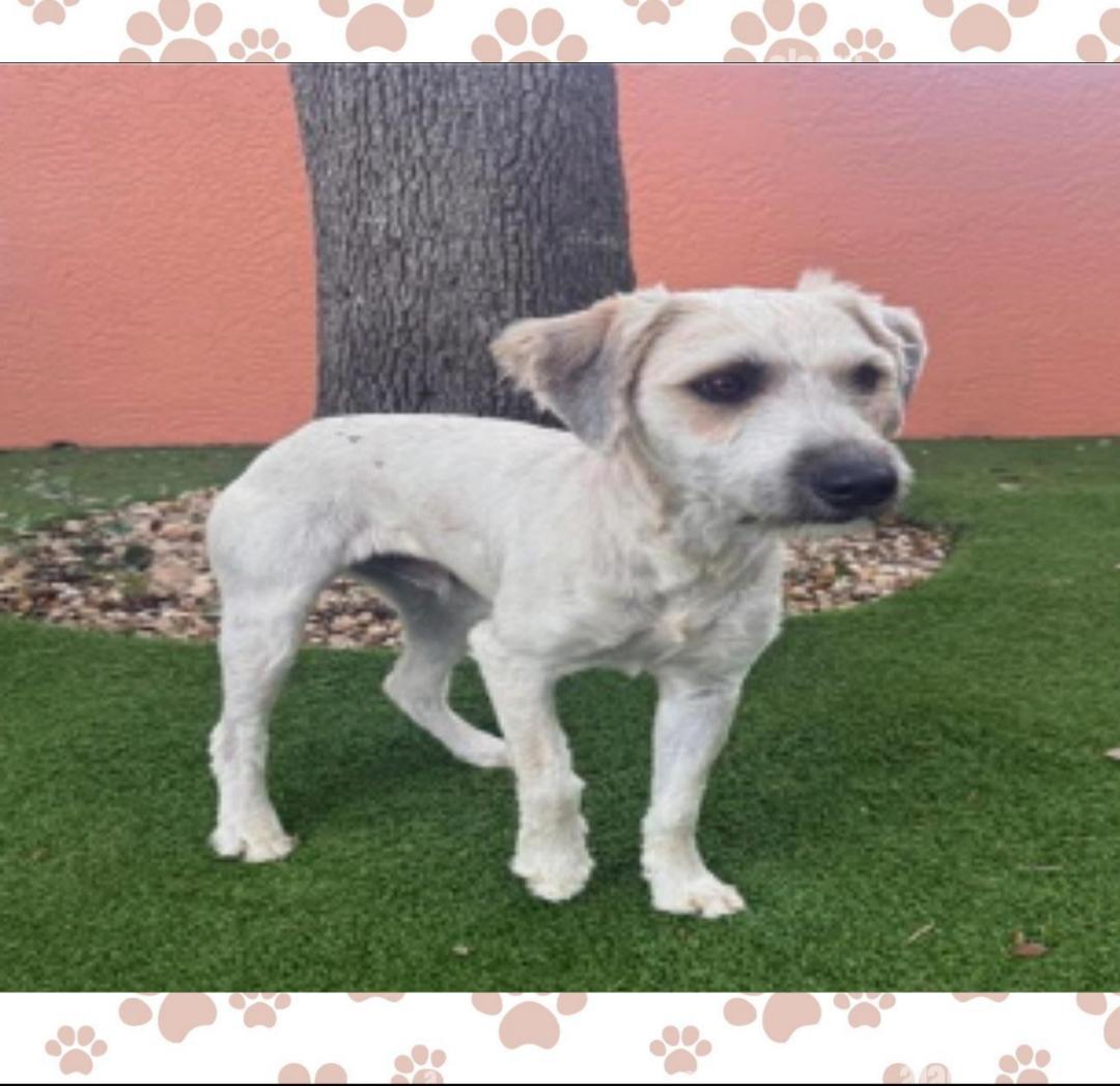 Bodie, Adopted, Young Male Schnauzer & Poodle.