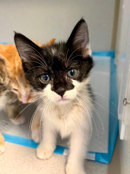 Tohru, Adoptable, Kitten Female Domestic Short Hair.