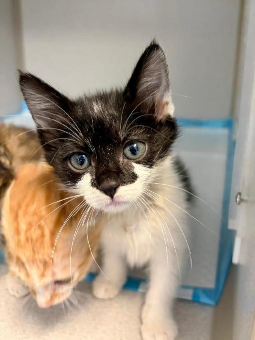 Enlarge Tohru, a Adoptable Domestic Short Hair in Winter Haven, FL image 2/2