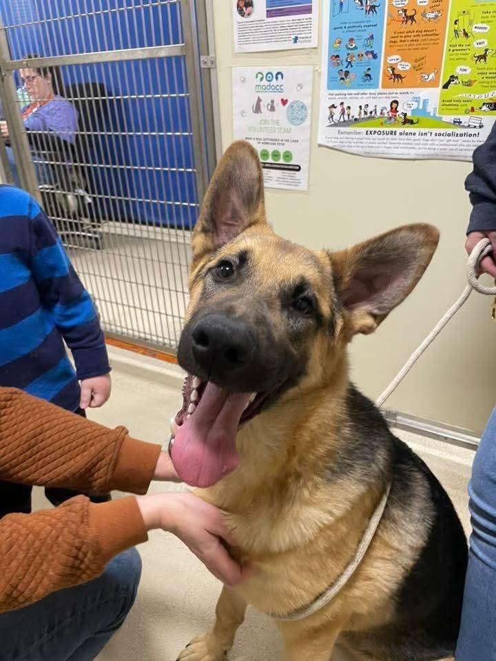 Enlarge Otis, a Adoptable German Shepherd Dog in Suamico, WI image 1/4