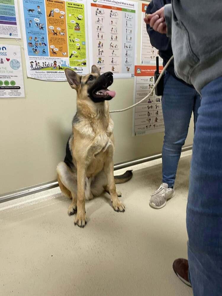 Enlarge Otis, a Adoptable German Shepherd Dog in Suamico, WI image 2/4