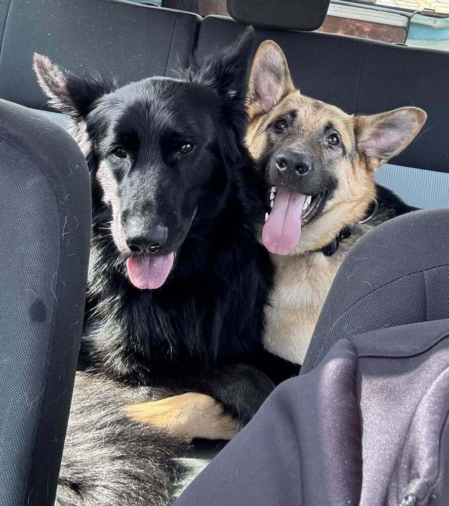 Enlarge Otis, a Adoptable German Shepherd Dog in Suamico, WI image 3/4