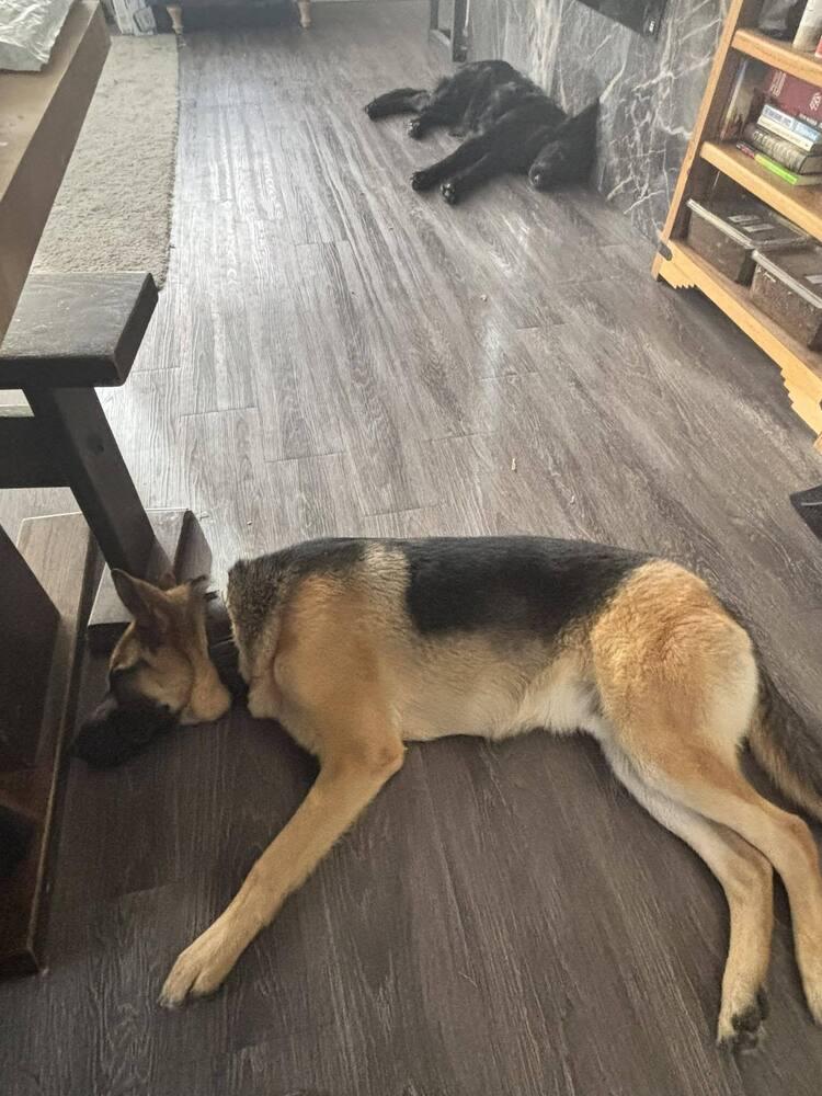 Enlarge Otis, a Adoptable German Shepherd Dog in Suamico, WI image 4/4