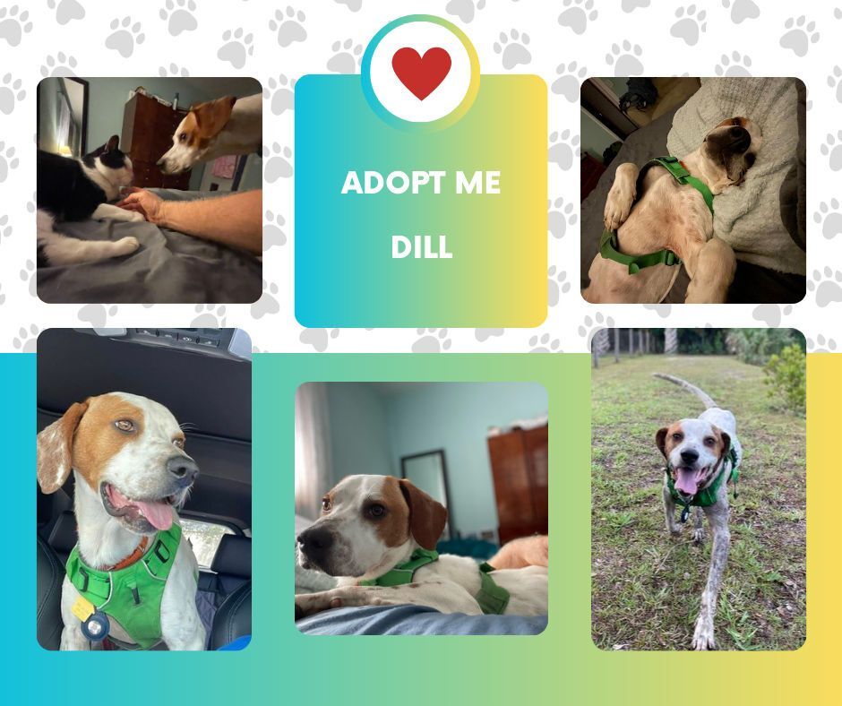 Dog for adoption Dill (FL), an English Pointer in Bridgeton, NJ Petfinder