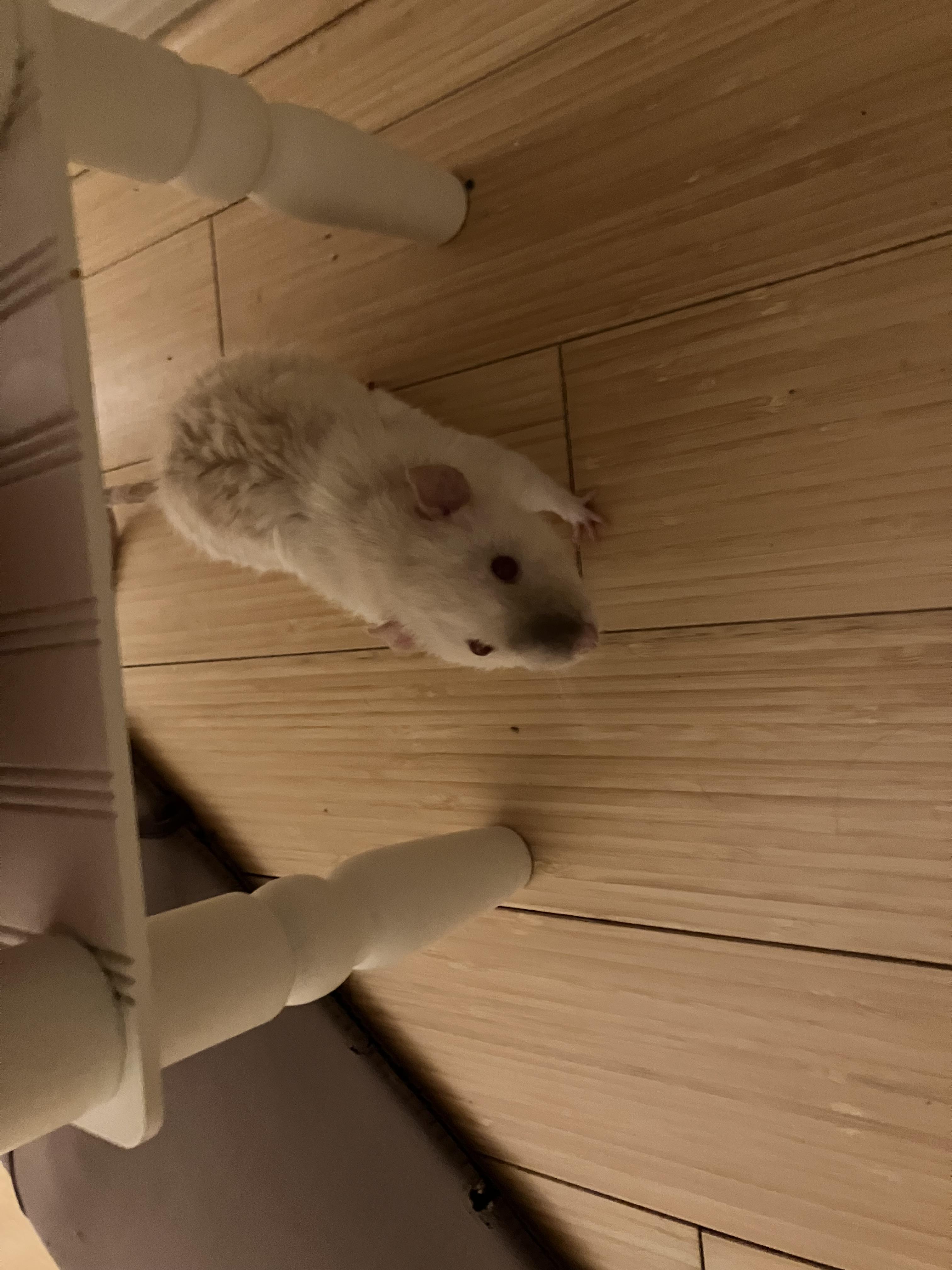 Pets for adoption from Any Rat Rescue | Petfinder