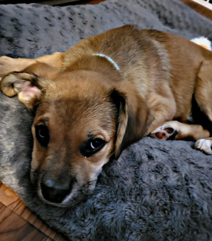 Jedi, a Adoptable mixed breed in Alma, WI image 1/6