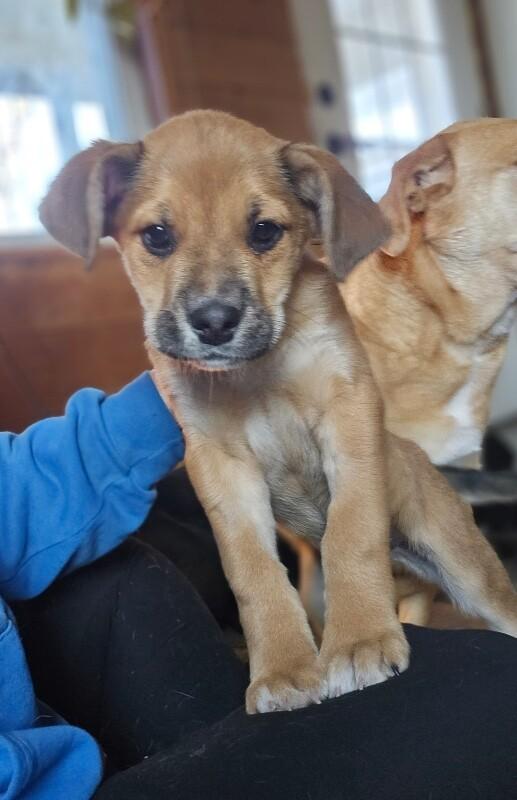 Jedi, a Adoptable mixed breed in Alma, WI image 2/6