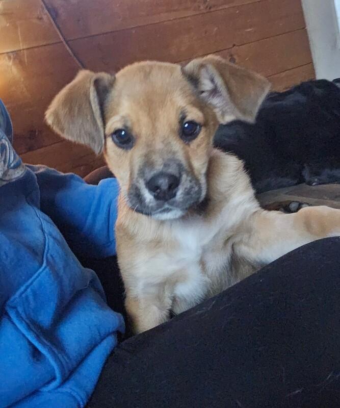 Jedi, a Adoptable mixed breed in Alma, WI image 4/6