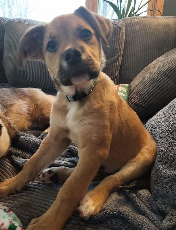 Jedi, a Adoptable mixed breed in Alma, WI image 6/6