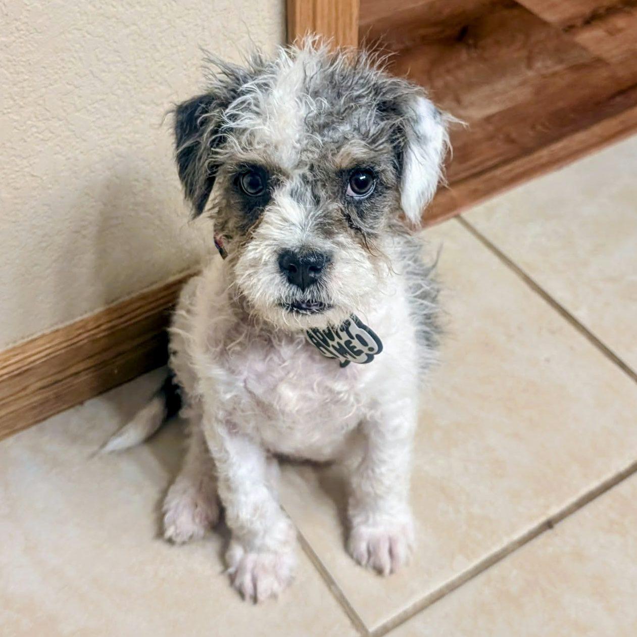 Enlarge Henry, a Adoptable mixed breed in Mead, CO image 1/5
