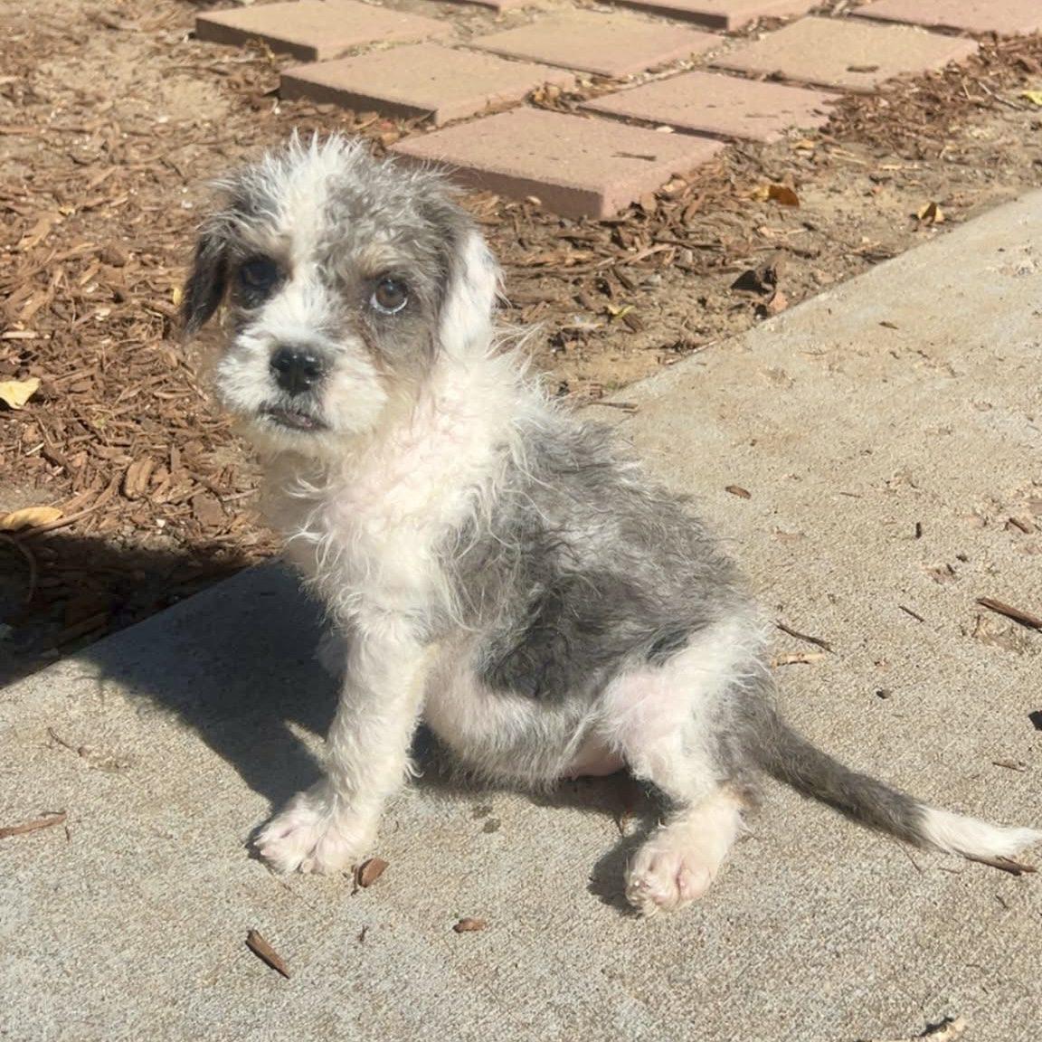 Enlarge Henry, a Adoptable mixed breed in Mead, CO image 3/5