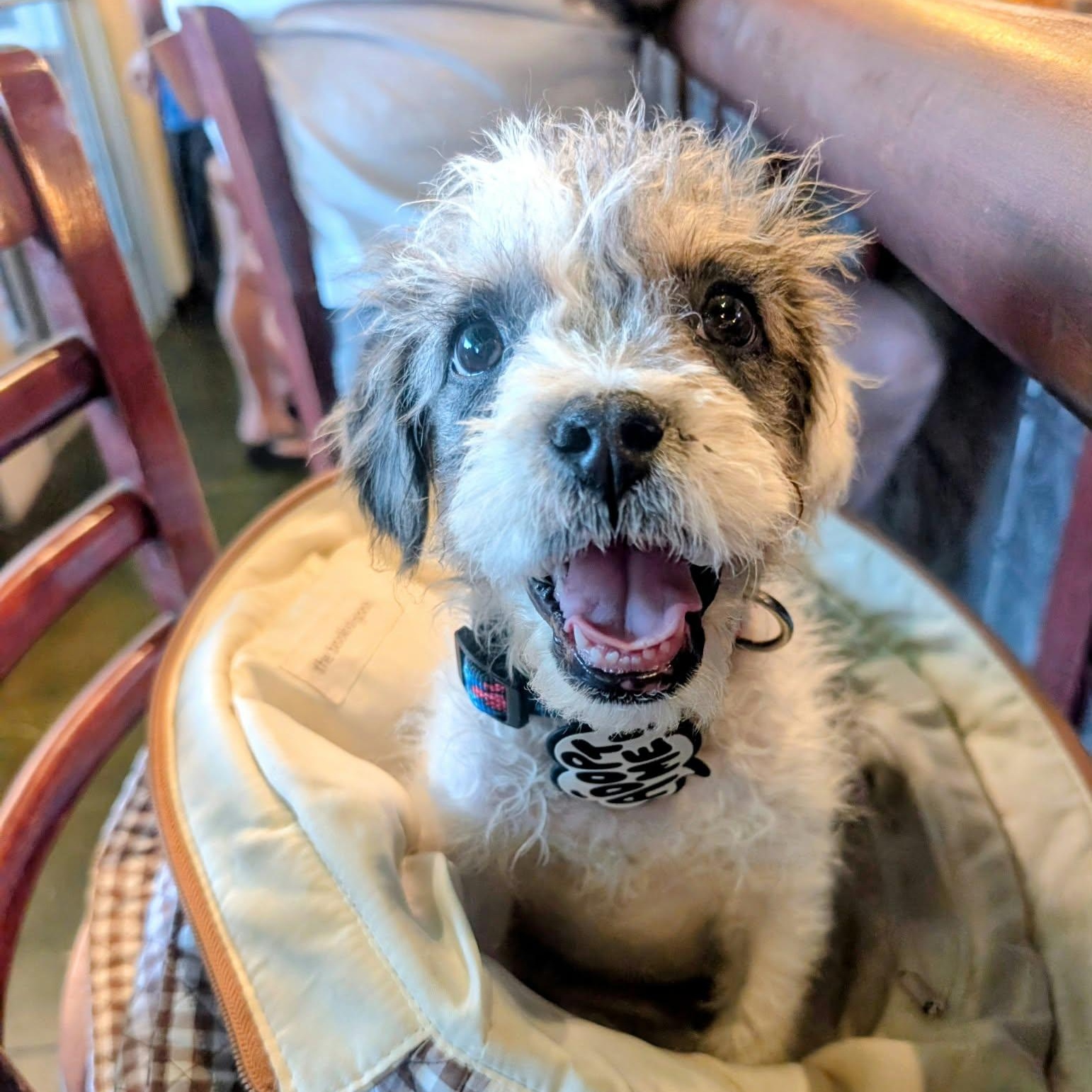 Enlarge Henry, a Adoptable mixed breed in Mead, CO image 5/5