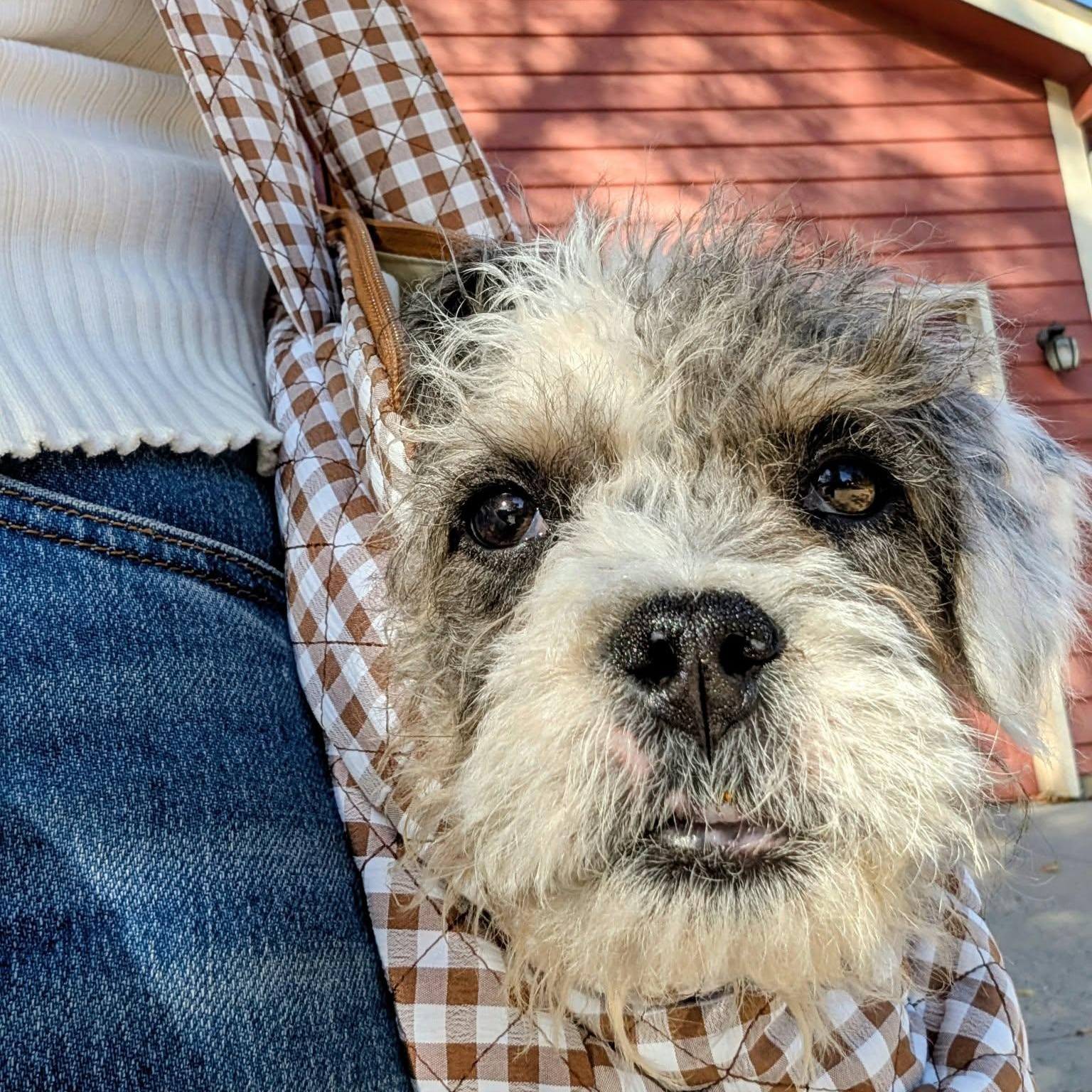 Enlarge Henry, a Adoptable mixed breed in Mead, CO image 4/5