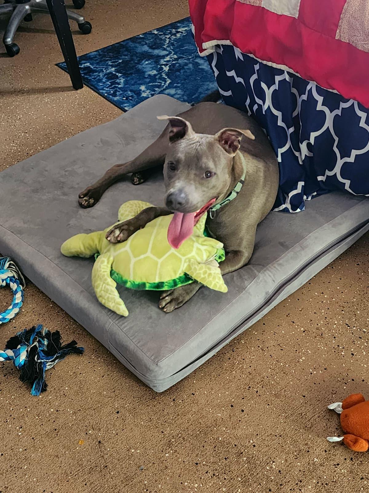 Tiara, a ADOPTABLE mixed breed in Slidell, LA image 1/3