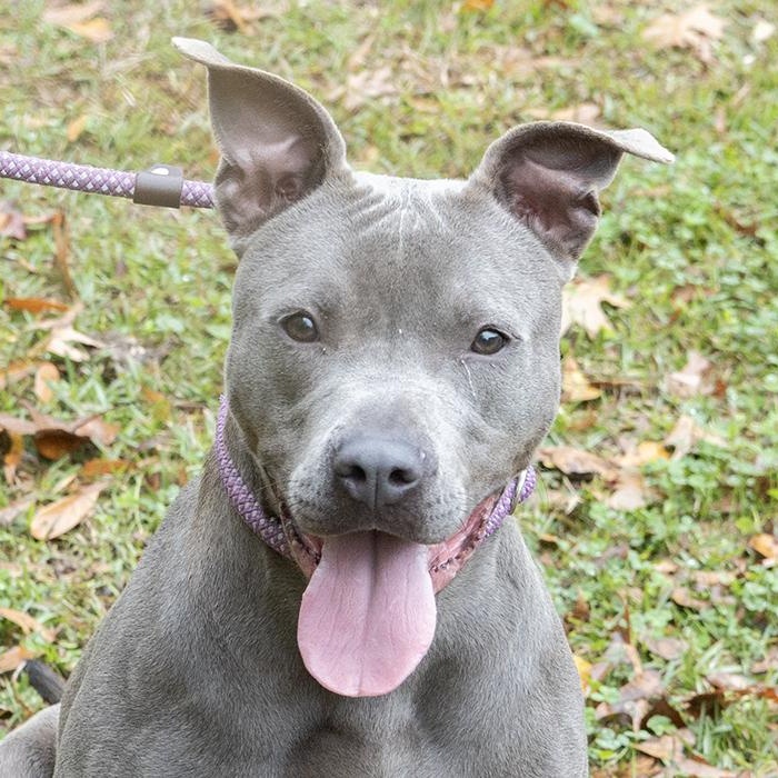 Enlarge Tiara, a ADOPTABLE mixed breed in Slidell, LA image 1/3