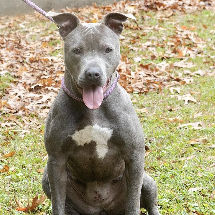 Enlarge Tiara, a ADOPTABLE mixed breed in Slidell, LA image 3/3