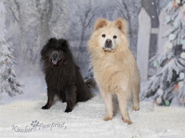Enlarge ROXY, a Adoptable Chow Chow in Omaha, NE image 1/1