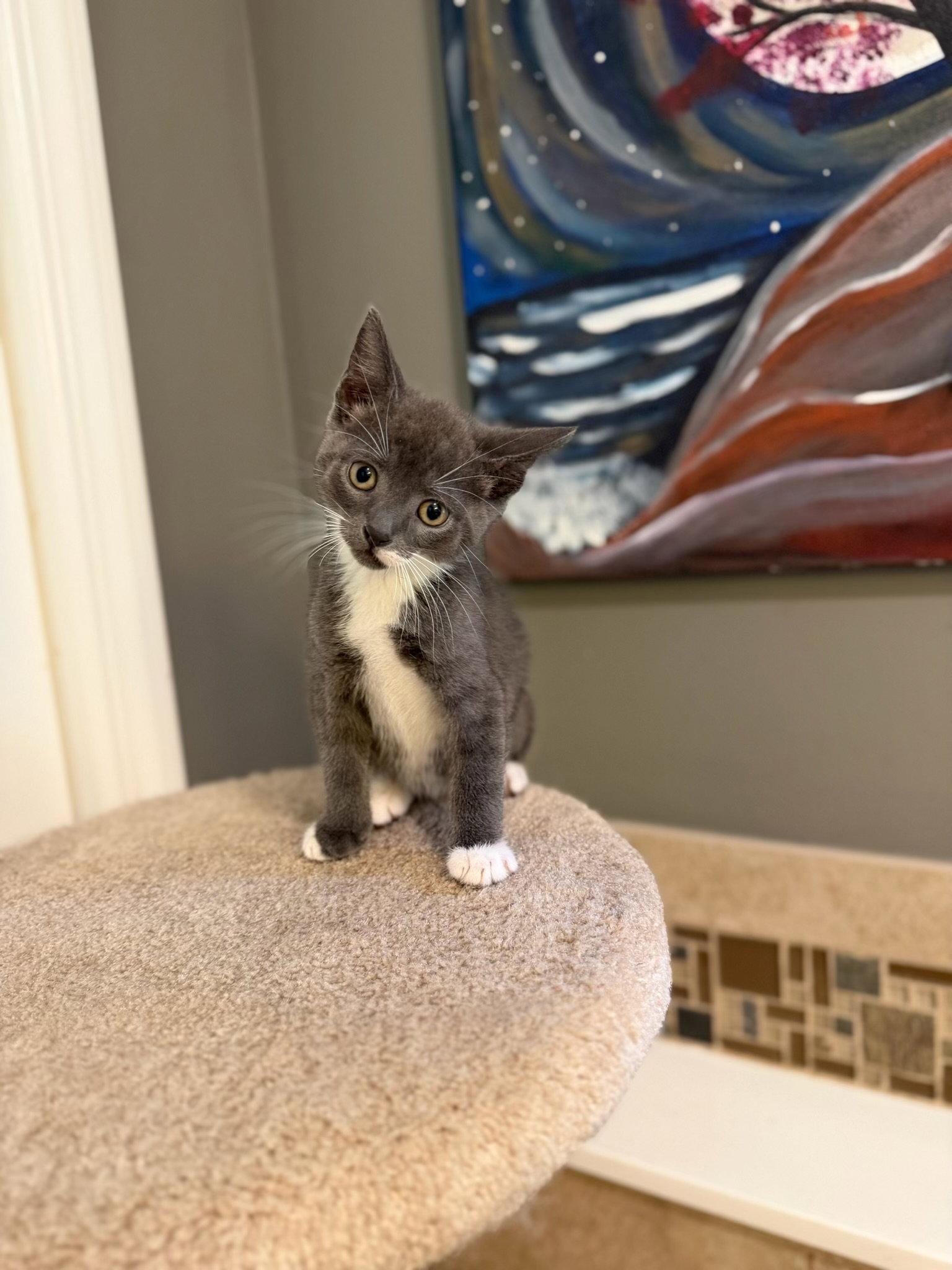 Enlarge George, a Adopted mixed breed in Ringwood, NJ image 1/2