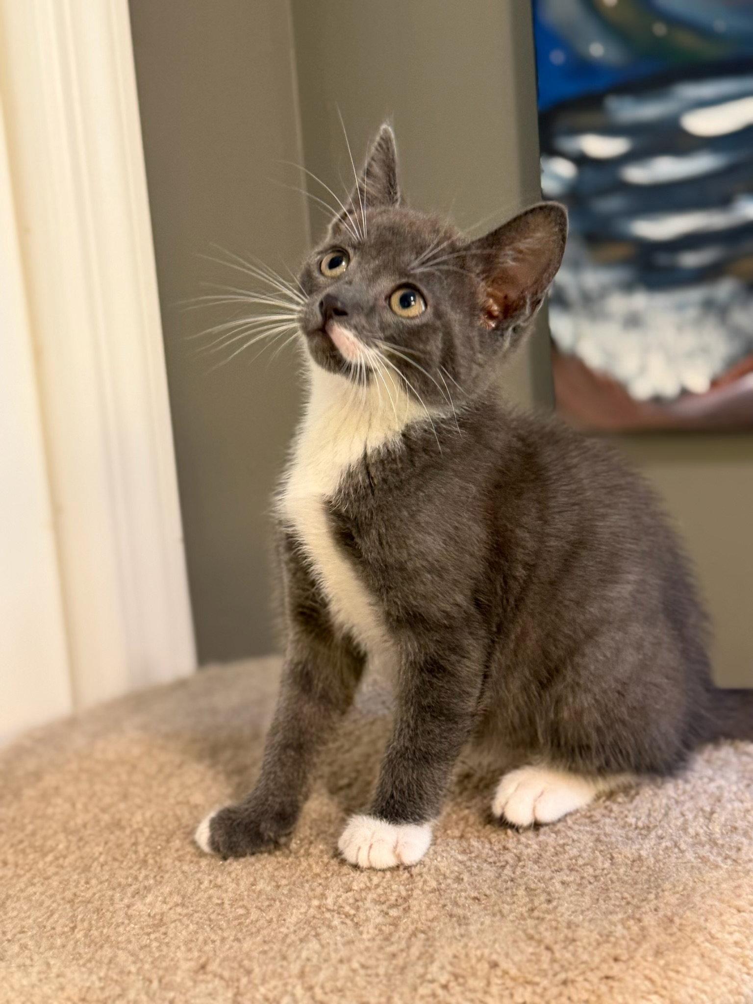 Enlarge George, a Adopted mixed breed in Ringwood, NJ image 2/2