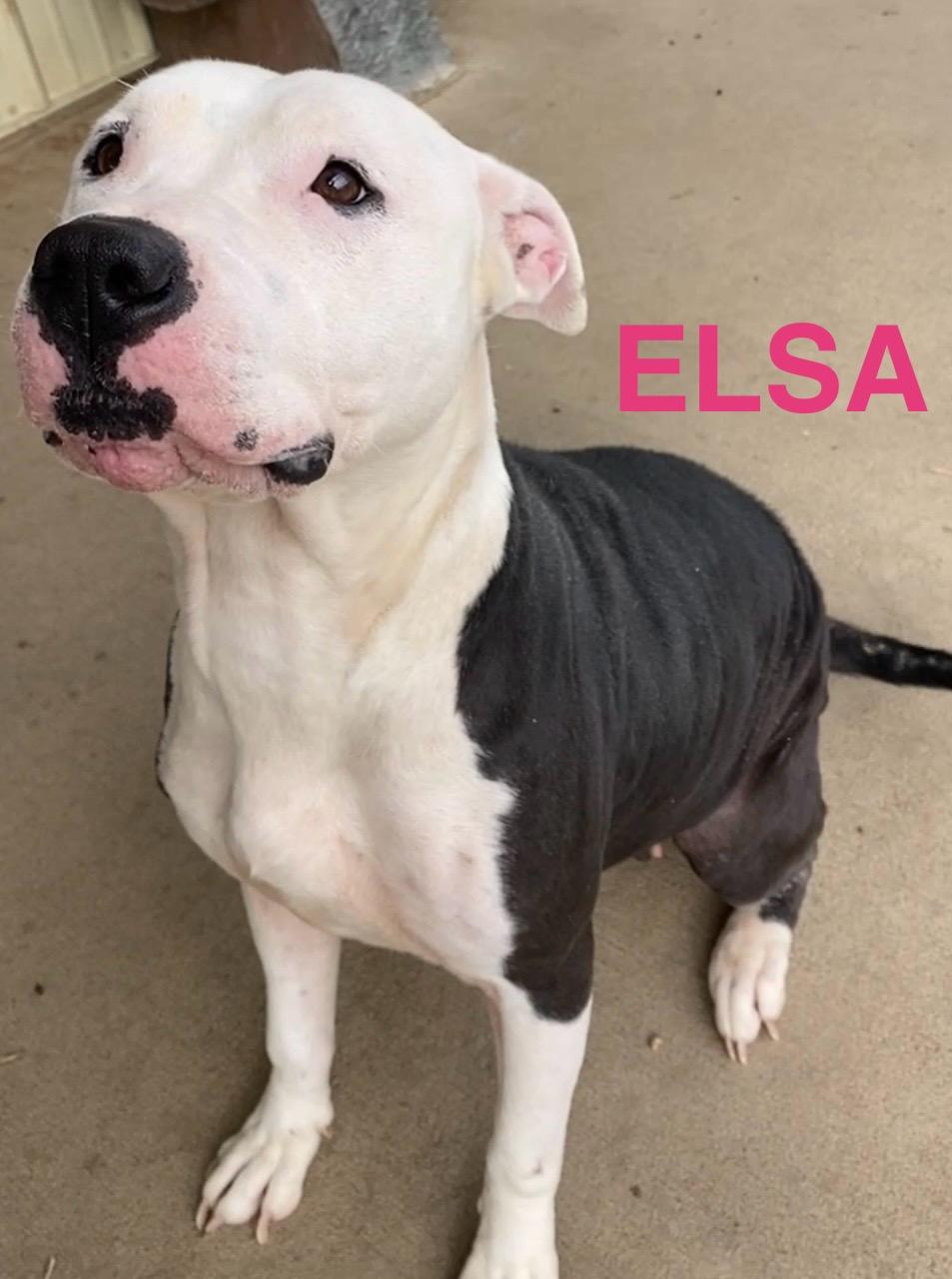 Elsa, Adoptable, Adult Female Mixed Breed & Pit Bull Terrier.
