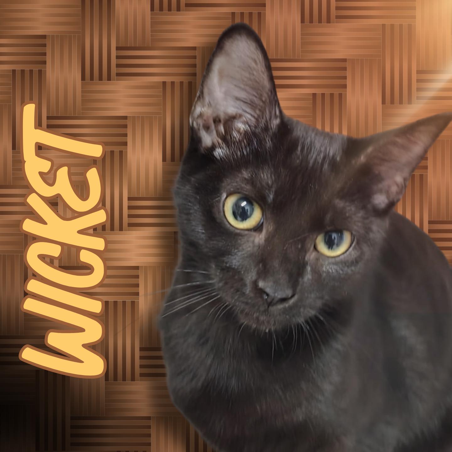 Wicket, Adopted, Young Female Domestic Short Hair.