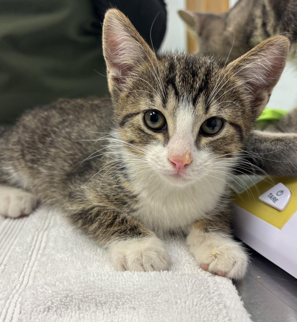 Lupito, Adopted, Kitten Male Domestic Short Hair.
