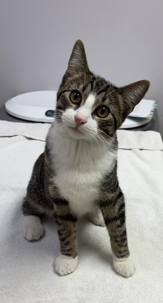 Enlarge Lupito, a Adopted mixed breed in Saint Paul, MN image 2/3