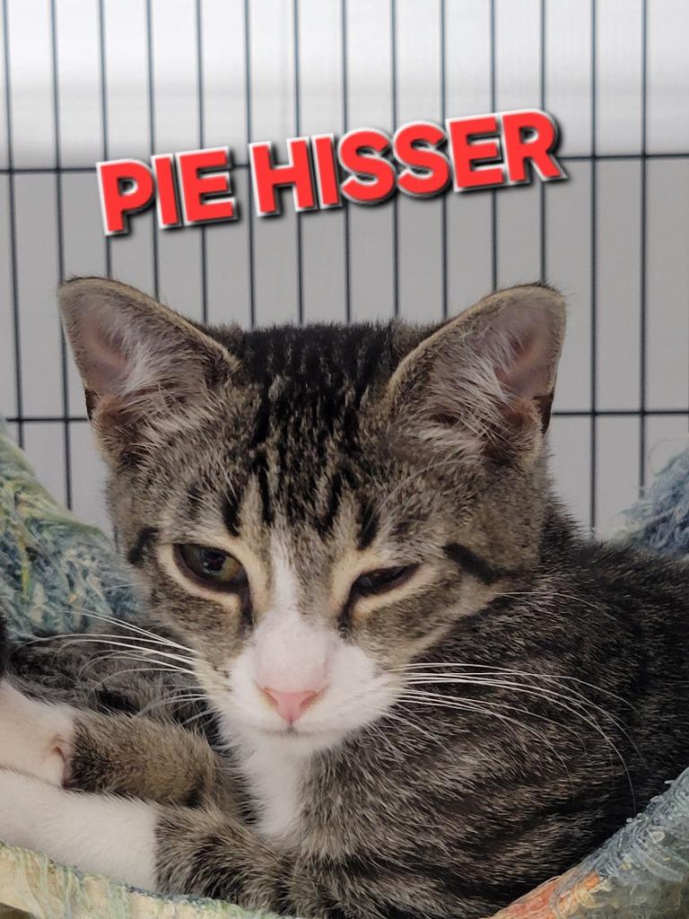 Pie Hisser, Adoptable, Young Male Domestic Short Hair.