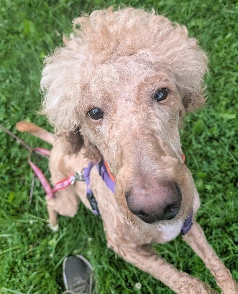 Enlarge Kara, a ADOPTABLE Standard Poodle in Sunderland, ON image 2/3