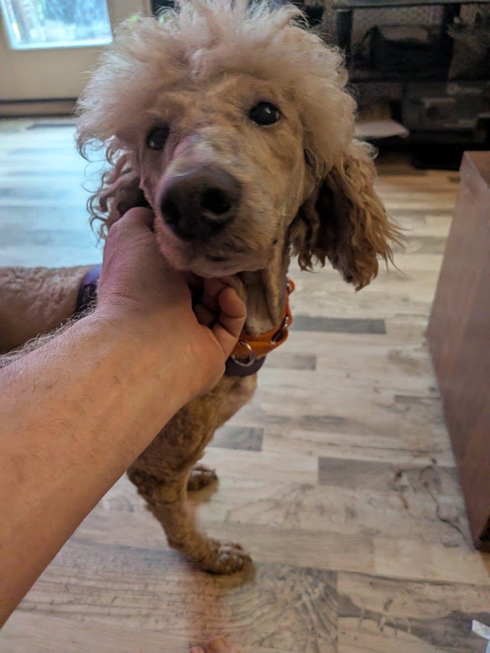 Kara, ADOPTABLE, Adult Female Standard Poodle.