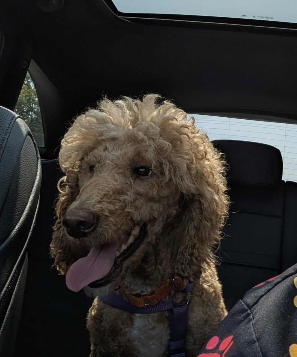 Enlarge Kara, a ADOPTABLE Standard Poodle in Sunderland, ON image 3/3