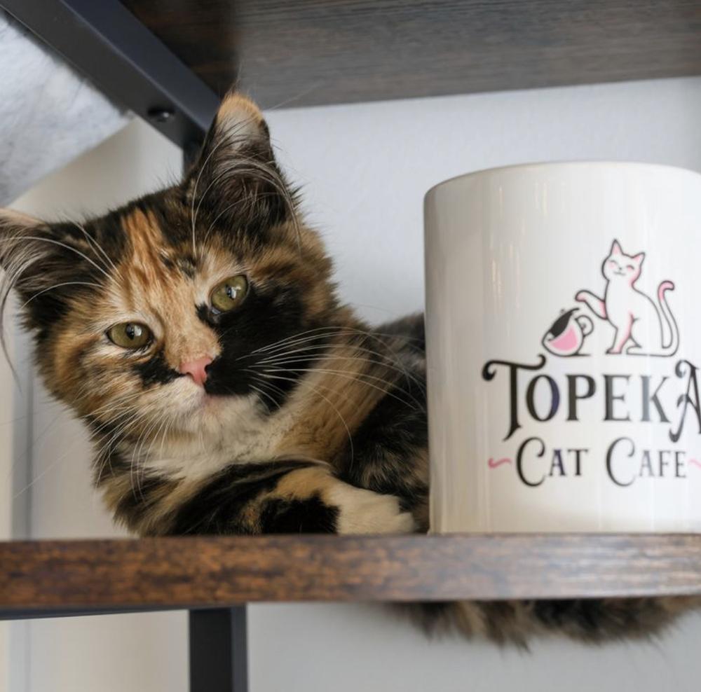 **Cat Cafe** Tansy, adopted, Kitten Female Domestic Medium Hair.