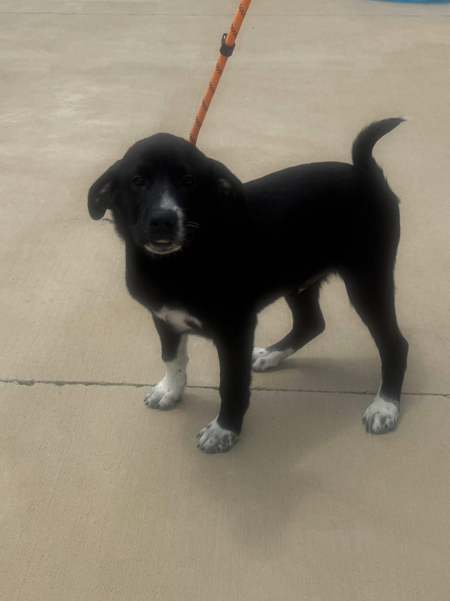 Foster Sirius!, a ADOPTABLE mixed breed in Oswego, IL image 1/3