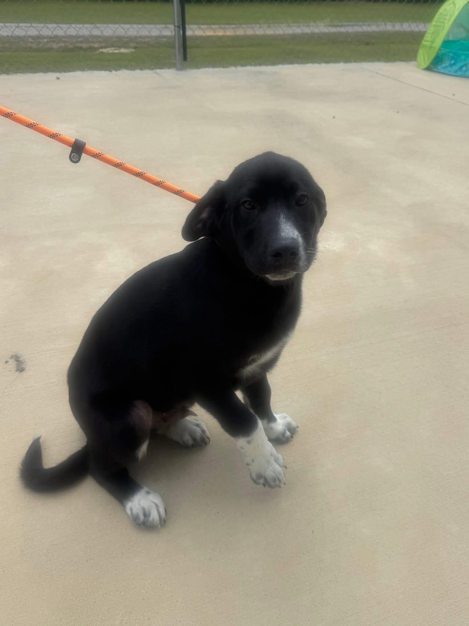 Foster Sirius!, a ADOPTABLE mixed breed in Oswego, IL image 2/3