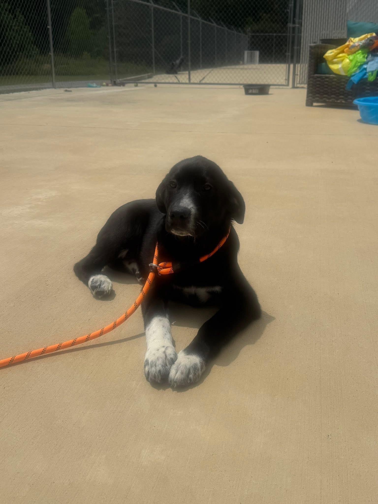 Foster Sirius!, a ADOPTABLE mixed breed in Oswego, IL image 3/3