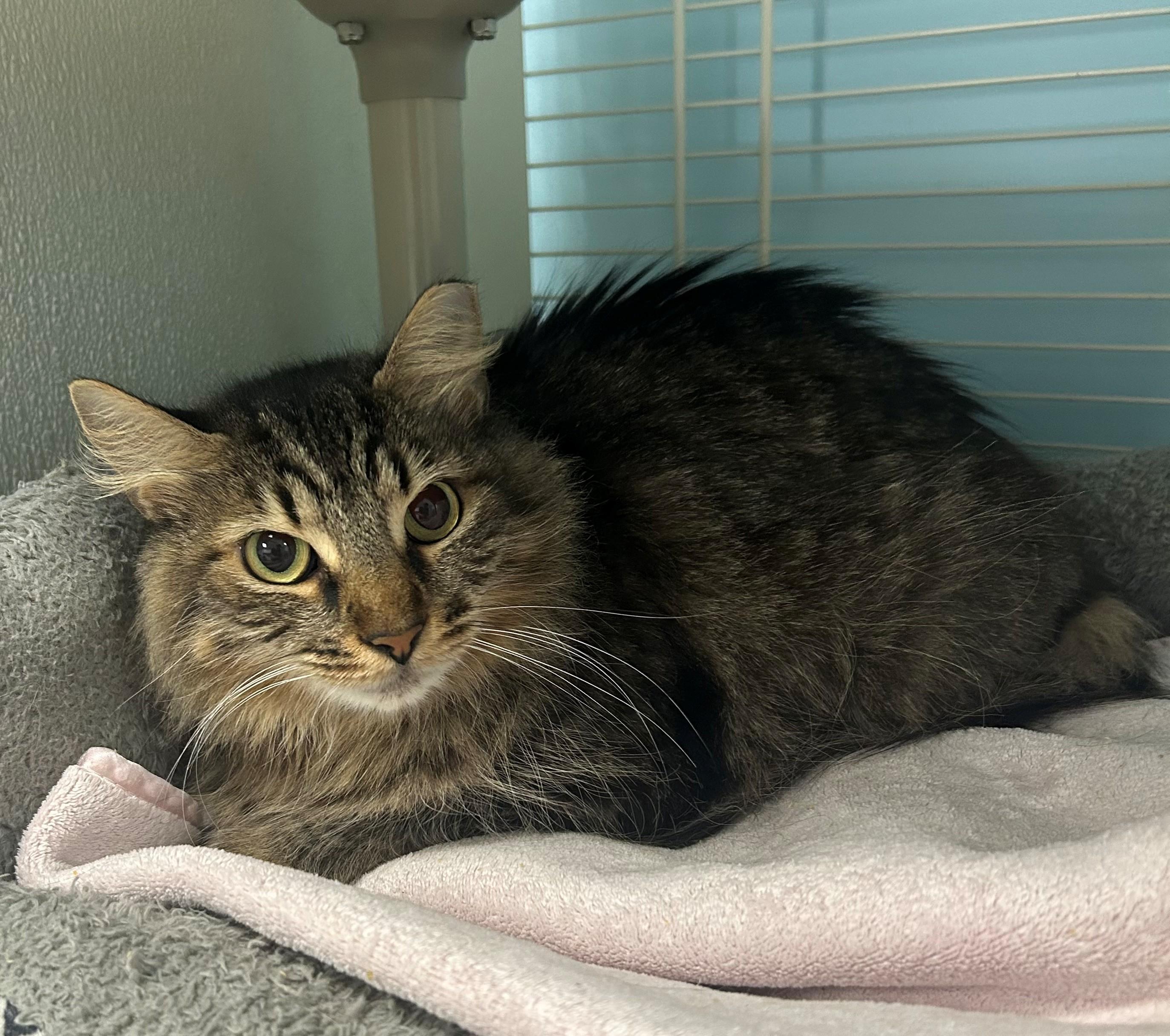 Maggie, Adoptable, Adult Female Maine Coon.
