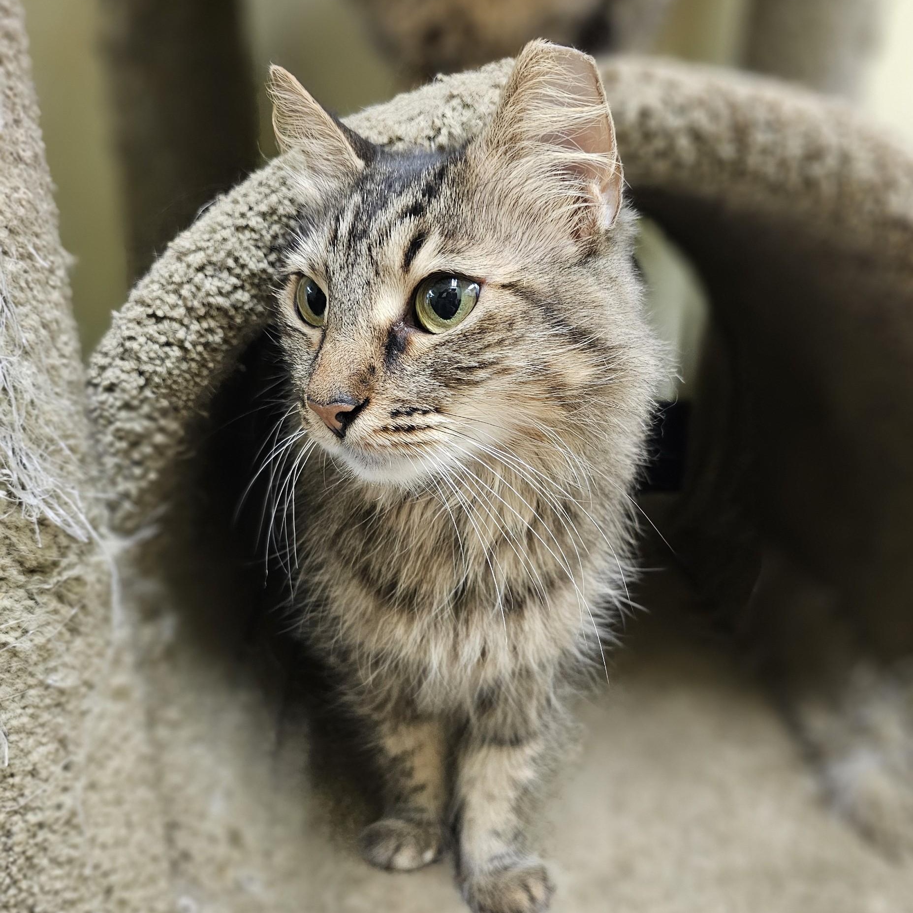 Maggie, a Adoptable mixed breed in Margate, FL image 2/5